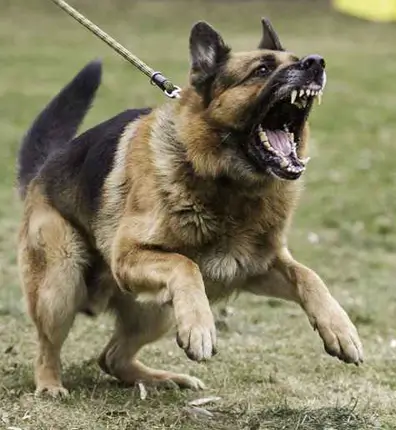 NoBarkUltra