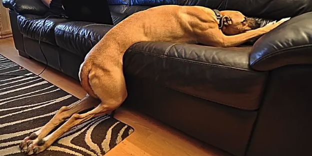Toxic Foods for Dogs